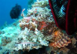 Scorpion Fish taken in Camiguin by Michelle Tinsay 